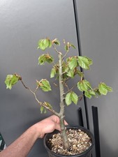Beech bonsai tree material - bonsai,