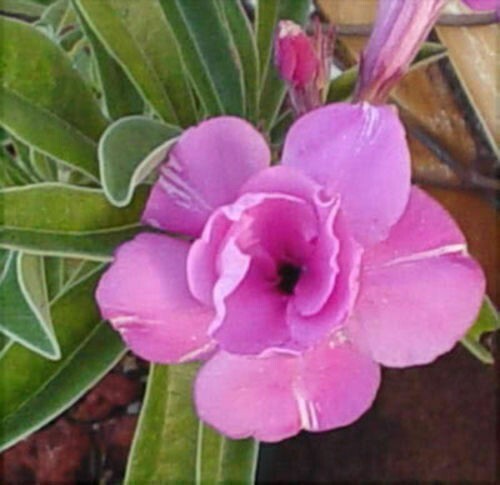 Adenium obesum happy - adenium, lilac