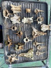 Collection Of 19 Bones Of A