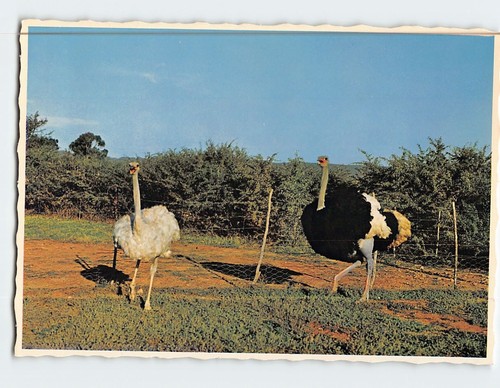 Postcard white ostrich - white, south