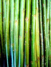 Premium Willow Cuttings - For Hedges,, Weaving, Sculpture, Biomass 100x1ft.