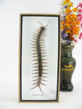 A Real Exotic Insect - Box 3D Display Case - Centipede - Scolopendra