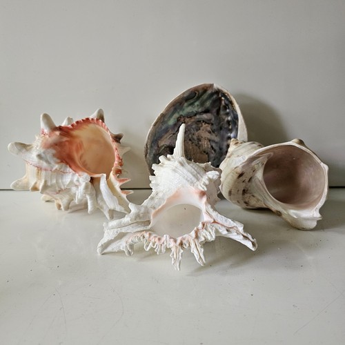 Joblot seashells rose - rose, /