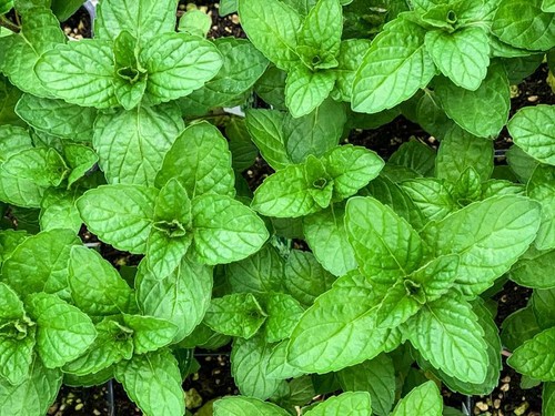 Mint seeds grow your - seeds,