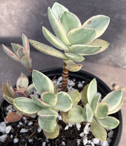Crassula swaziensis money - crassula,