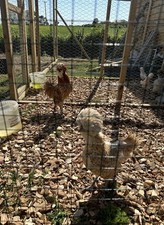 Chamois Polish Eggs (not Live