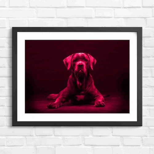 Cane corso puppy portrait - puppy, pink