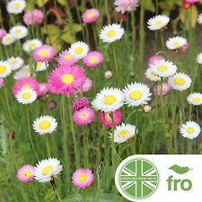 Flower - Paper Daisy Seeds -
