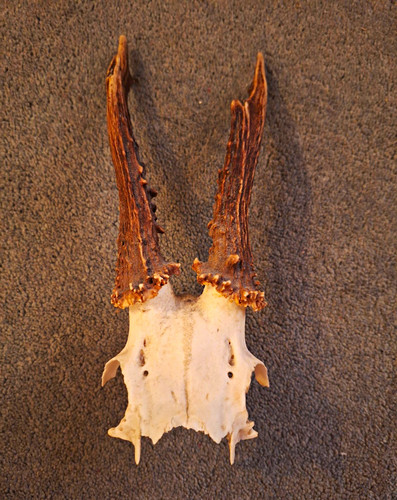 Deer skull with - skull, antlers