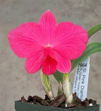 Sl. Pink Diamond cattleya