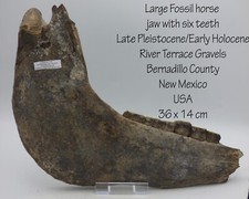 Large Fossil Horse Jaw Six Teeth New Mexico USA Late Pleistocene/Early Holocene
