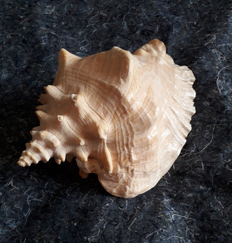 Queen conch sea shell vintage - queen,
