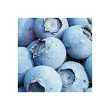 Blueberry Bonus Live Plant