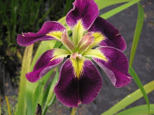 Iris lousiana rum raisin - lousiana, &raisin