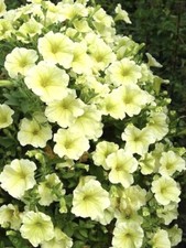 PETUNIA TRAILING GOLD STAR F1