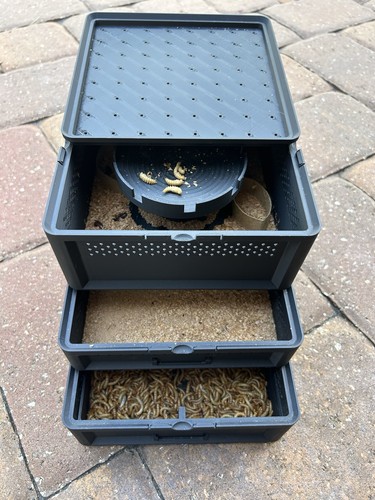 Mealworm farm habitat breeding - mealworm, farm/habitat/breeding