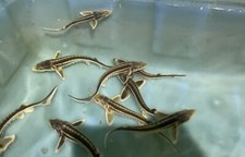 1 Diamond Sturgeon Misfit Fish