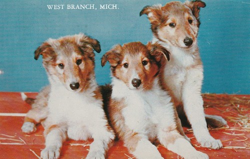Vintage postcard sheltie puppy - vintage,