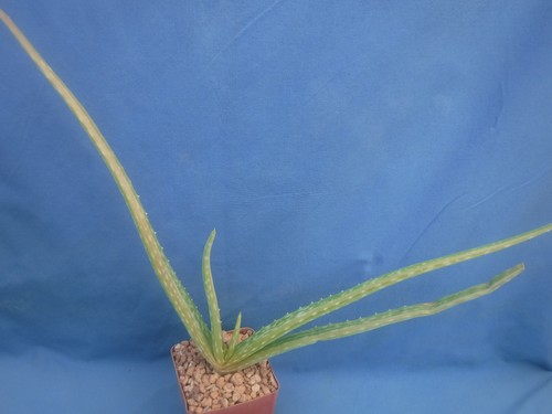 Genuine aloe vera - vera, variegated