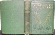 WAYSIDE and WOODLAND FERNS Edward Step 1908 1st Ed illus Horsetails Club-Mosses