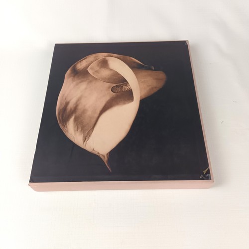 Mapplethorpe pistils hardcover - mapplethorpe,