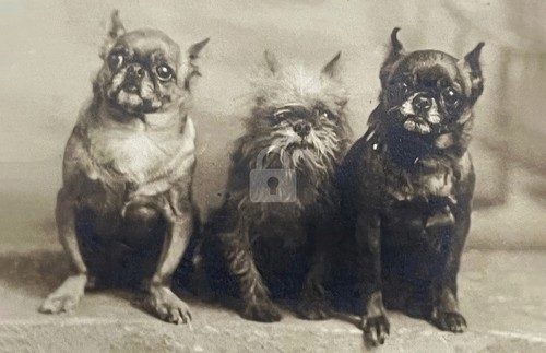 Dogs brussels griffon petit - dogs,