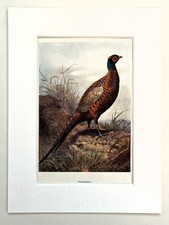 PHEASANT - Mounted Antique