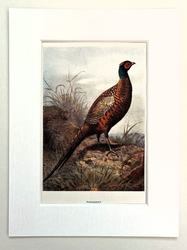 Pheasant mounted antique - -,