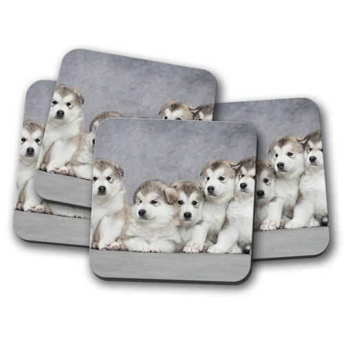 Set alaskan malamute - set,