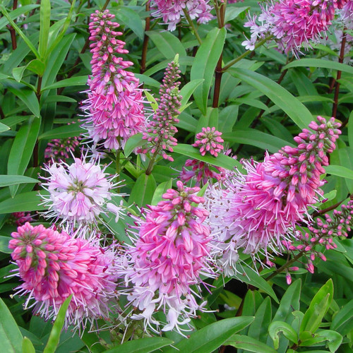 Hebe nicola blush - hebe, evergreen