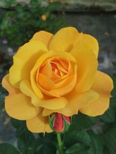 OUR JAMES - Fragrant Yellow