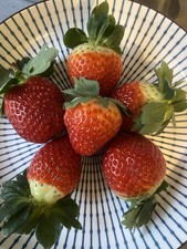 Strawberry Seeds Uk Large