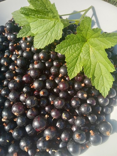 Blackcurrant redcurrant - blackcurrant,