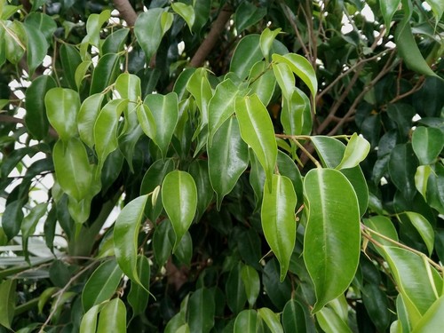 Weeping fig benjamin - -,