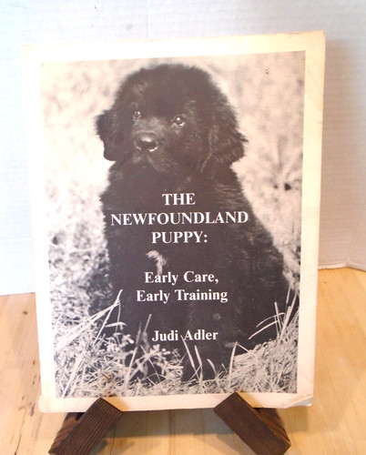 The newfoundland puppy early - the,