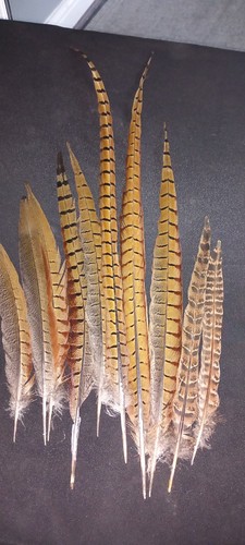 Pheasant tail feathers the - feathers,,