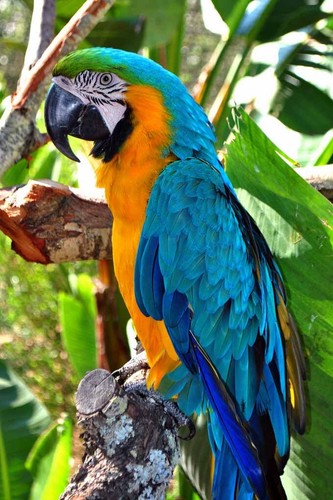 Macaw parrot yellow - macaw,