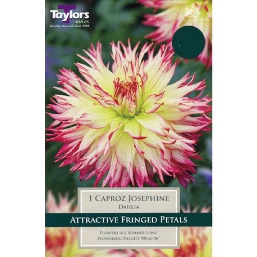 Dahlia fringed caproz - fringed, 'caproz