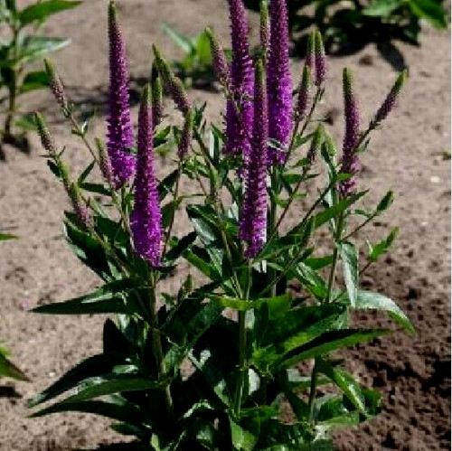 Veronica spicata