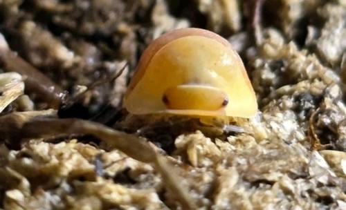 Blonde ducky isopods - 10+,