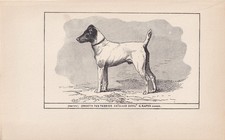 1900 SMOOTH FOX TERRIER Dog