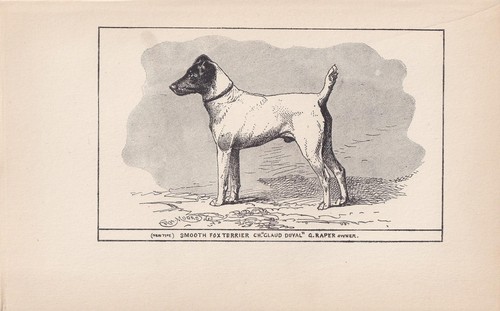 1900 smooth fox terrier - fox, dog