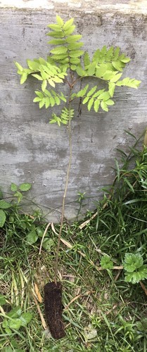 One mountain ash rowan - ash, 90cm