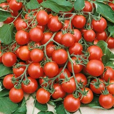 6 Trailing Tomato Tumbling Tom