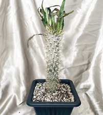 UK Free shipping, Pachypodium Lamerei Madagascar Palm, Shipped Bare Root