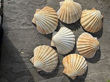 Extra large king sea - extra,