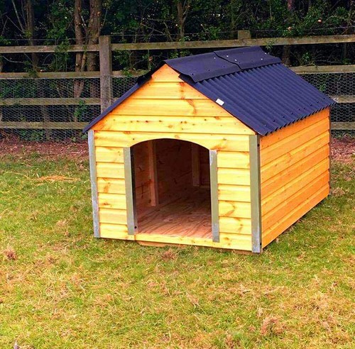 4ft 6ft pig pigmy goat - 4ft, x