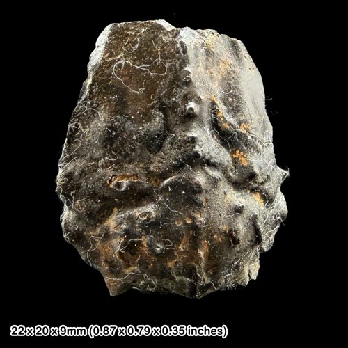 Fossil crab brachyura - crab,