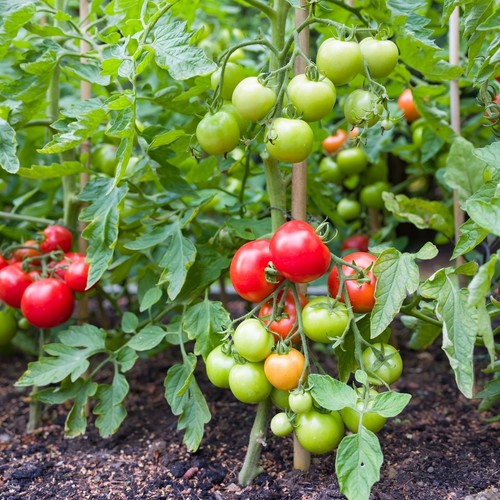 Tomato plant pot grow - tomato, 1l