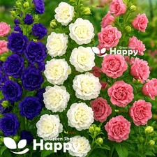 CANTERBURY BELLS DOUBLE MIX -